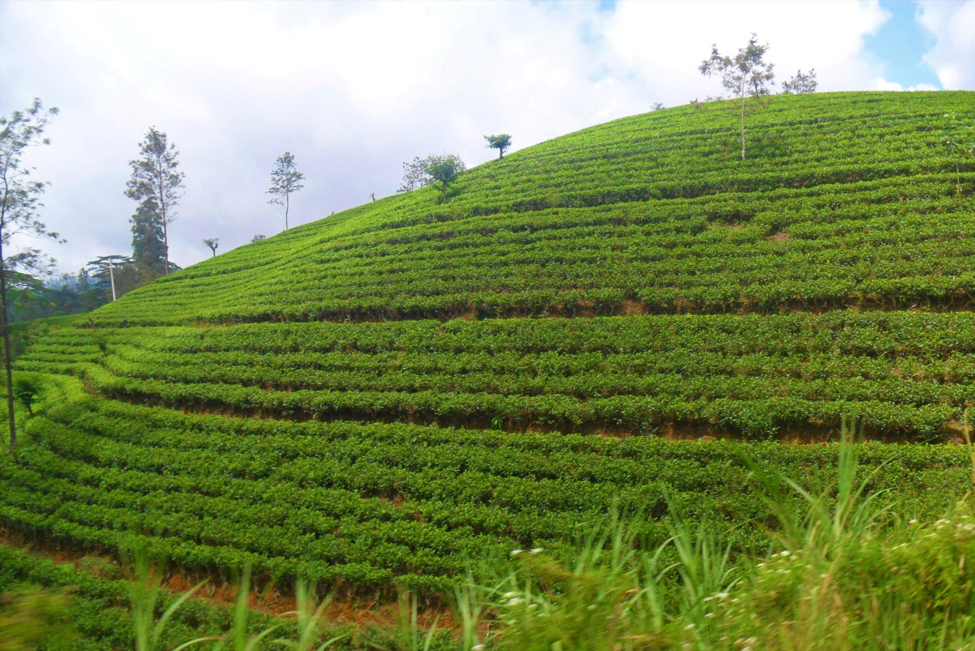 Terraced tea estates covering the hillsides near Nuwara Eliya